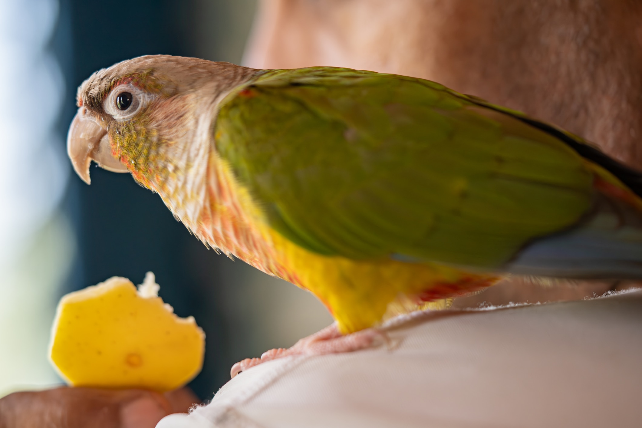 Green-Cheeked Conures 