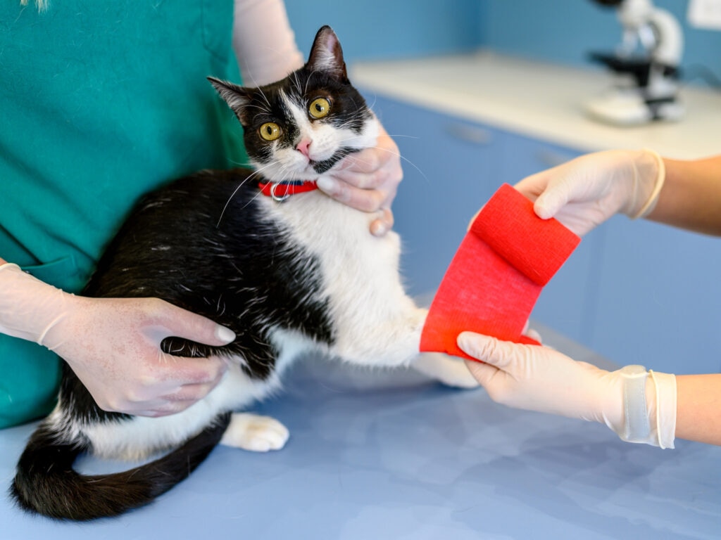 broken bones in cats; a vet helps a cat with a broken bone by wrapping his paw.