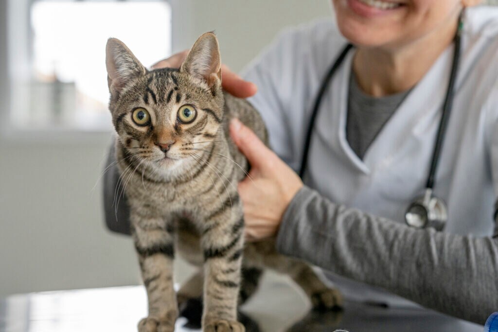 luxating patellas in cats; a cat is examined by their veterinarian.