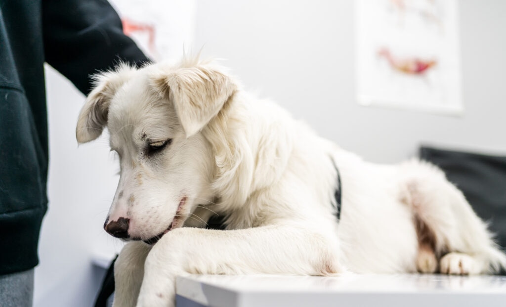 dog staph infection; a dog lays on a veterinary exam table.