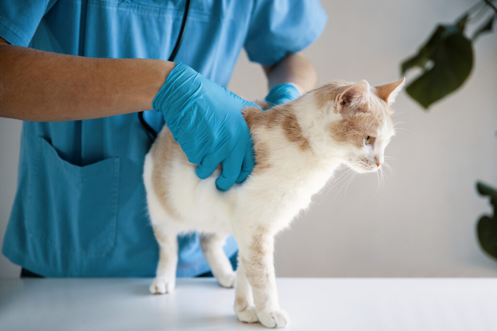 urinary blockage in cats; a cat is examined by a veterinarian.