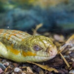 Brumation: What It Is and Why Lizards Do It