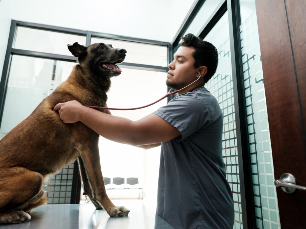 heart disease in dogs; a veterinarian listens to a dog’s heart in a veterinary office.