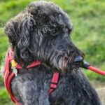 A black Schnoodle dog on a red harness