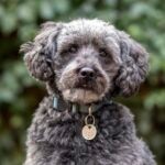 Gray Schnoodle looking at the camera in shallow focus