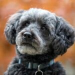 A gray Schnoodle close-up portrait