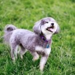 A small Schnoodle standing in grass