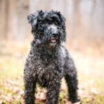 A black Schnoodle standing outside