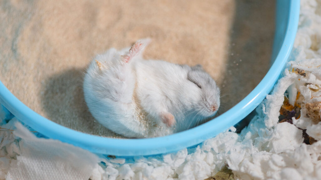 do hamsters need baths; a hamster rolls around in a sand bath.