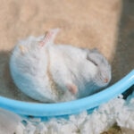 Do Hamsters Need Baths? Here’s What Pet Parents Should Know