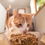 Do Cats Need Wet Food? Benefits of Wet Food for Cats