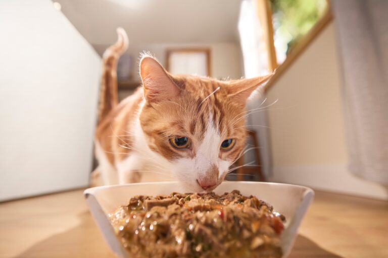 A ginger cat sniffs a bowl of wet food.