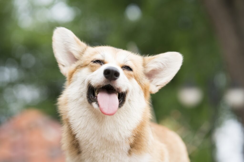 A Corgi smiling at the camera. Learn facts about your dog's tongue.