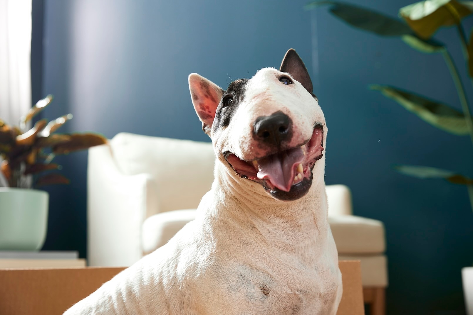 A white Bull Terrier dog smiling at the camera