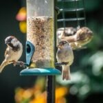 6 Tips for Getting Your Bird Feeder Ready for Spring