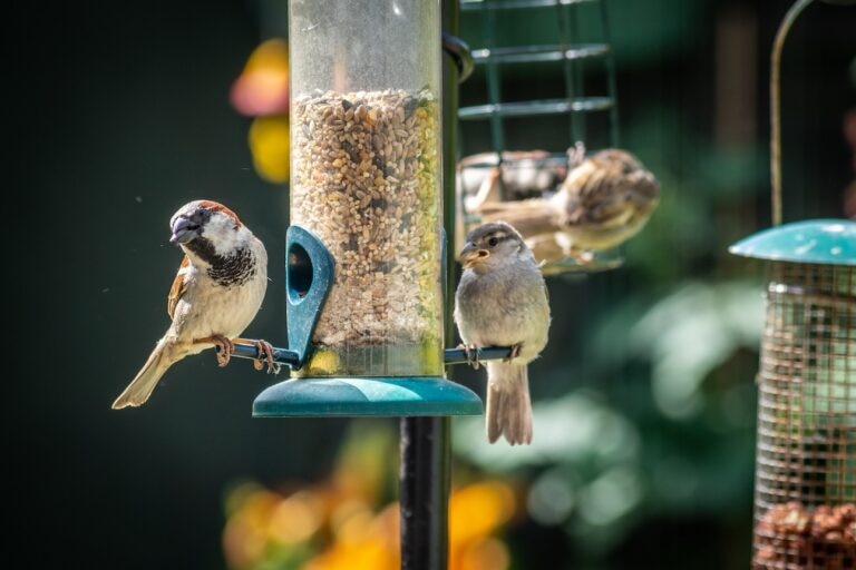 Two small birds eating seeds from a tube feeder. Learn how to et your bird feeder ready for spring.