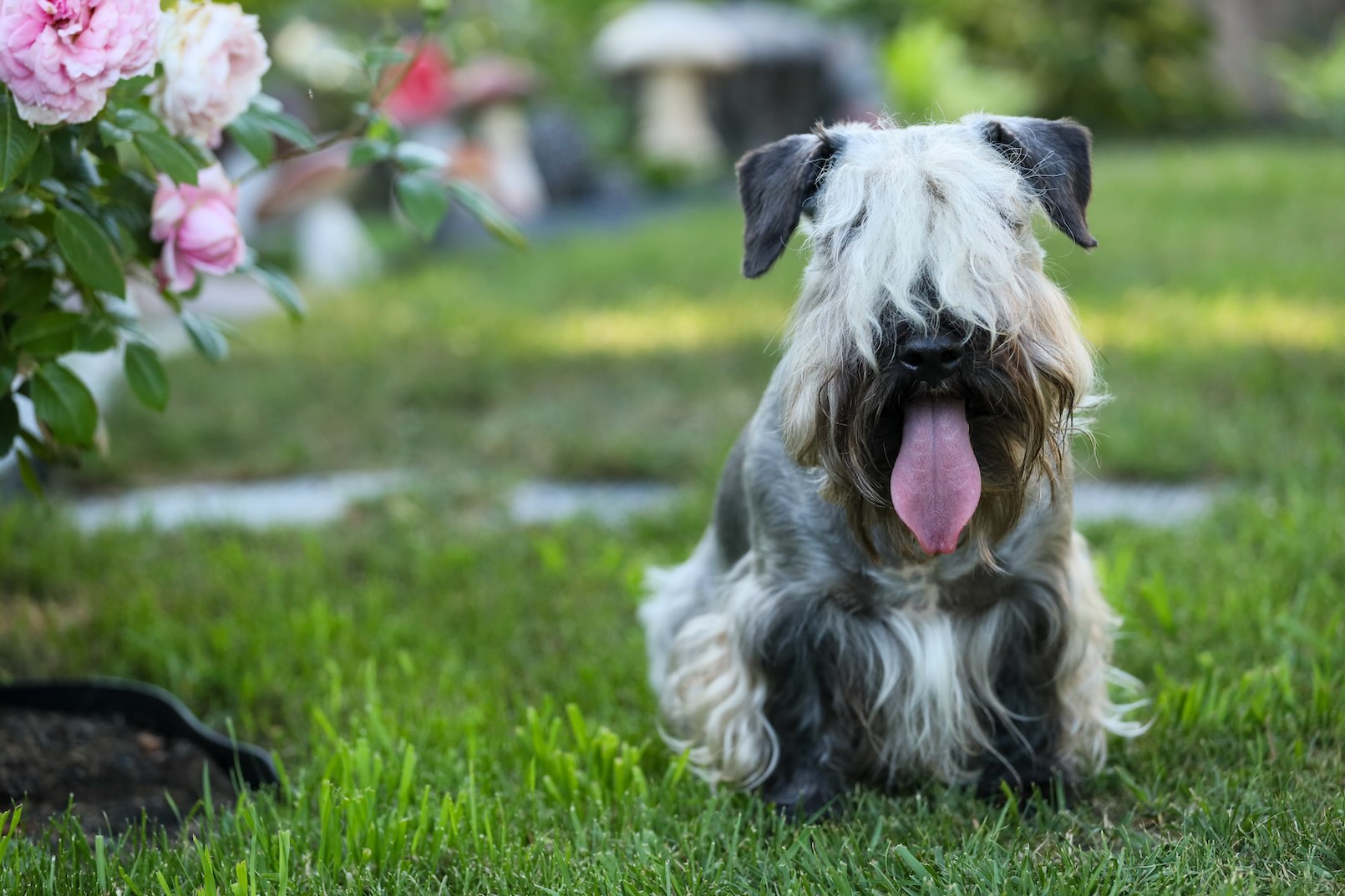 A Cesky Terrier dog sitting beside a flowering bush