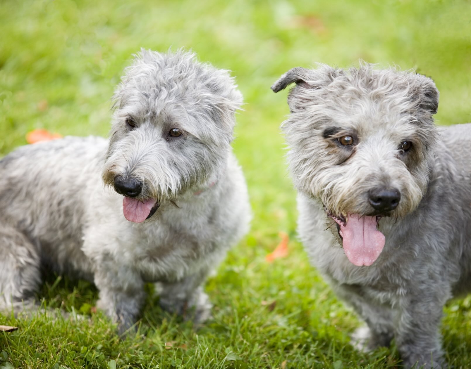 Two Glen of Imaal Terrier dogs standing in grass