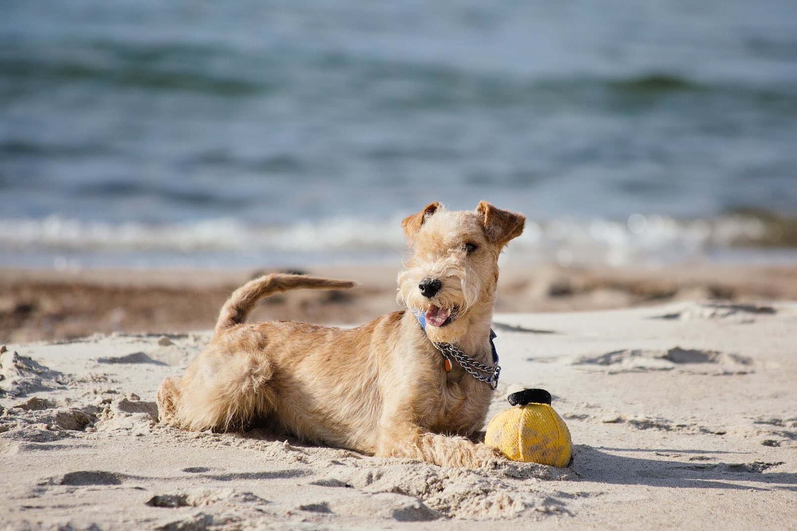 A Lakeland Terrier lying on a beach with a ball