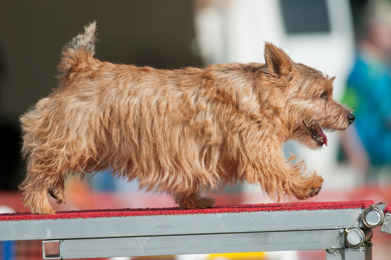 A Norwich Terrier dog in an agility competition