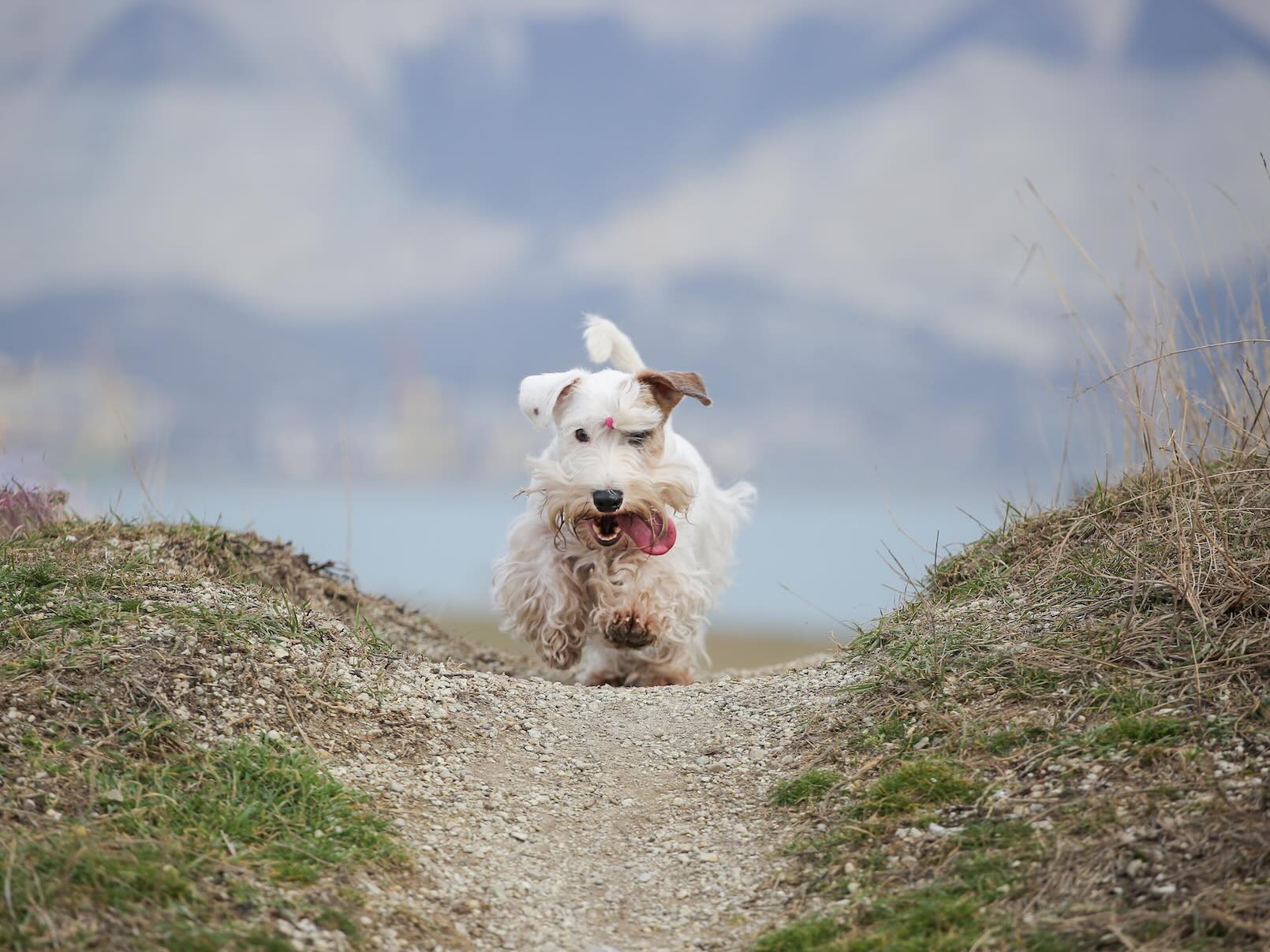 A white Sealyham Terrier bounding down a path