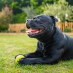 Staffordshire Bull Terrier vs. American Staffordshire Terrier