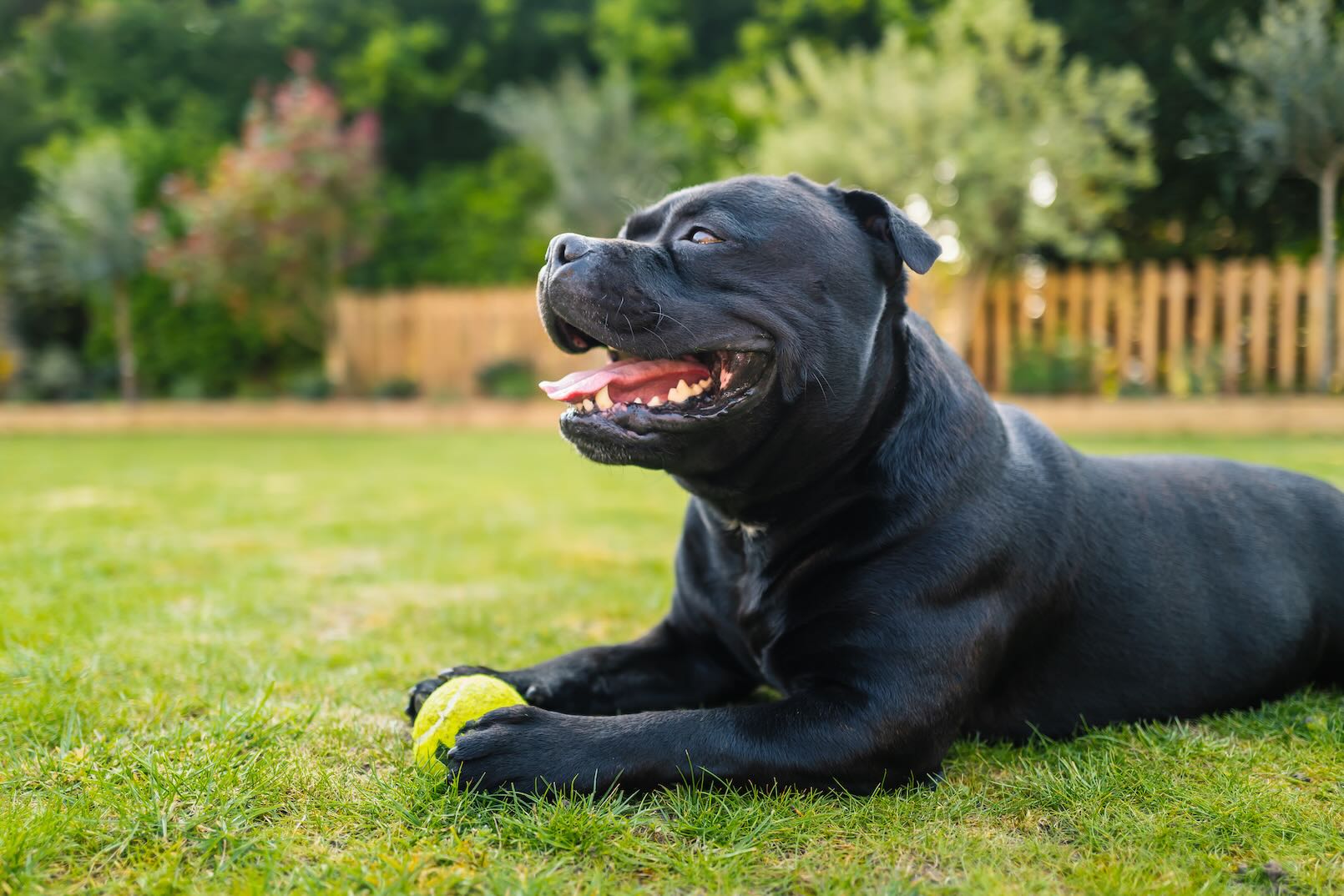 A black Staffordshire Bull Terrier lying in a yard next to a tennis ball