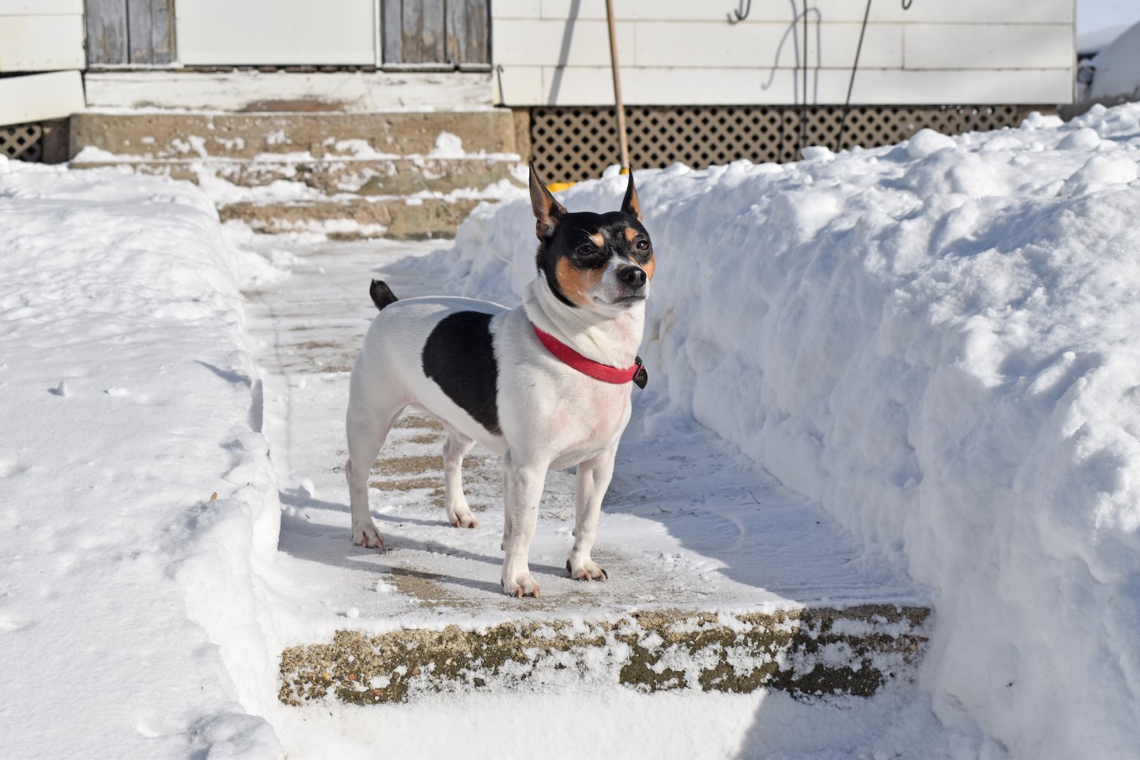 A Teddy Roosevelt Terrier standing in snow