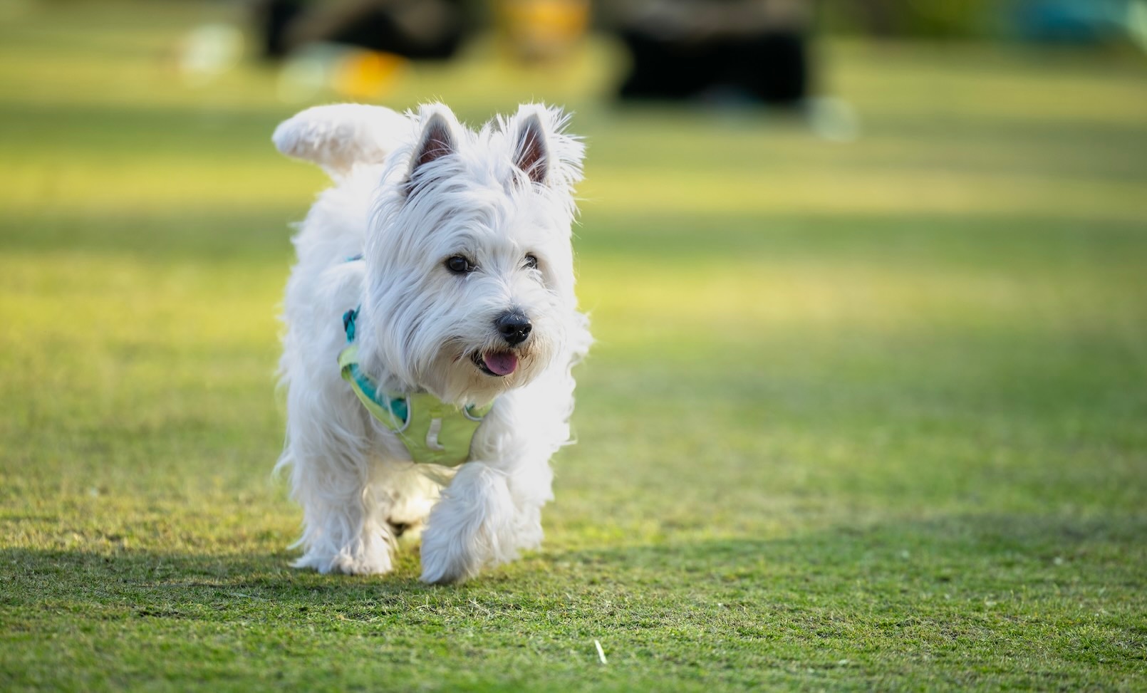 A West Highland White Terrier walking across grass