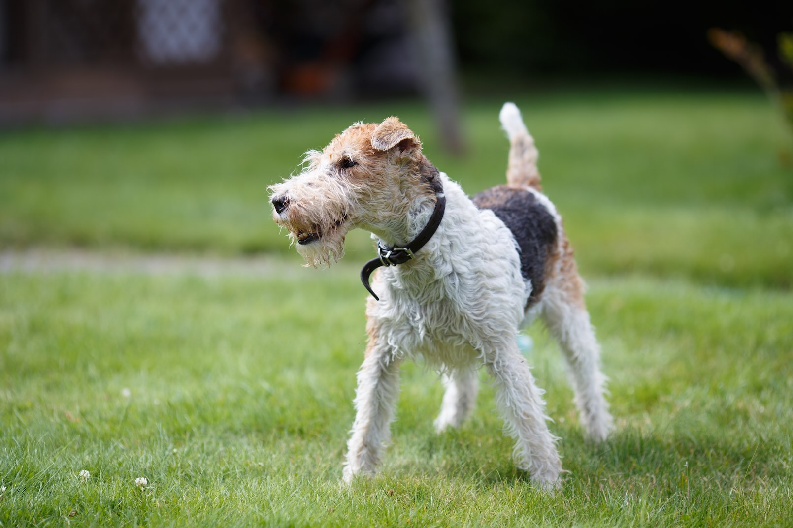 A scruffy Wire Fox Terrier playing outside