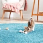 What Is Single Kitten Syndrome?