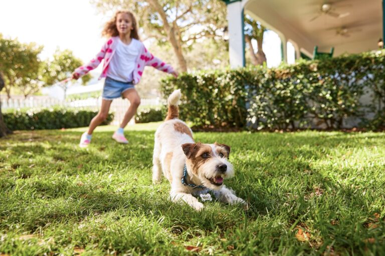 A scruffy terrier dog playing in a yard with a child