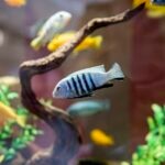 Fish Velvet Disease: Symptoms, Causes, Treatment and Prevention