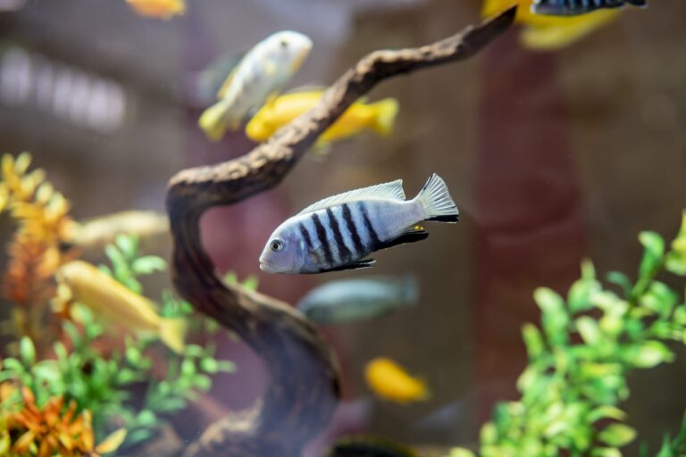 blue striped fish swimming in aquarium