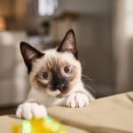 How To Read a Cat’s Ears