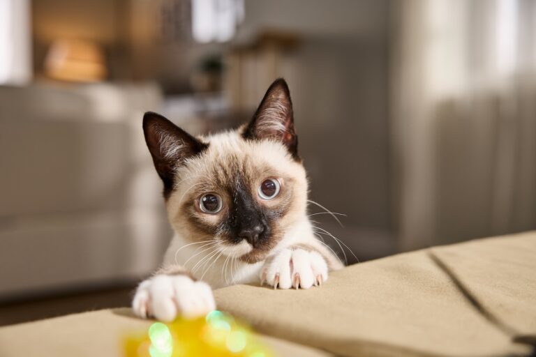 A kitten looking at the camera with forward-facing ears. Learn about cat ear meanings.