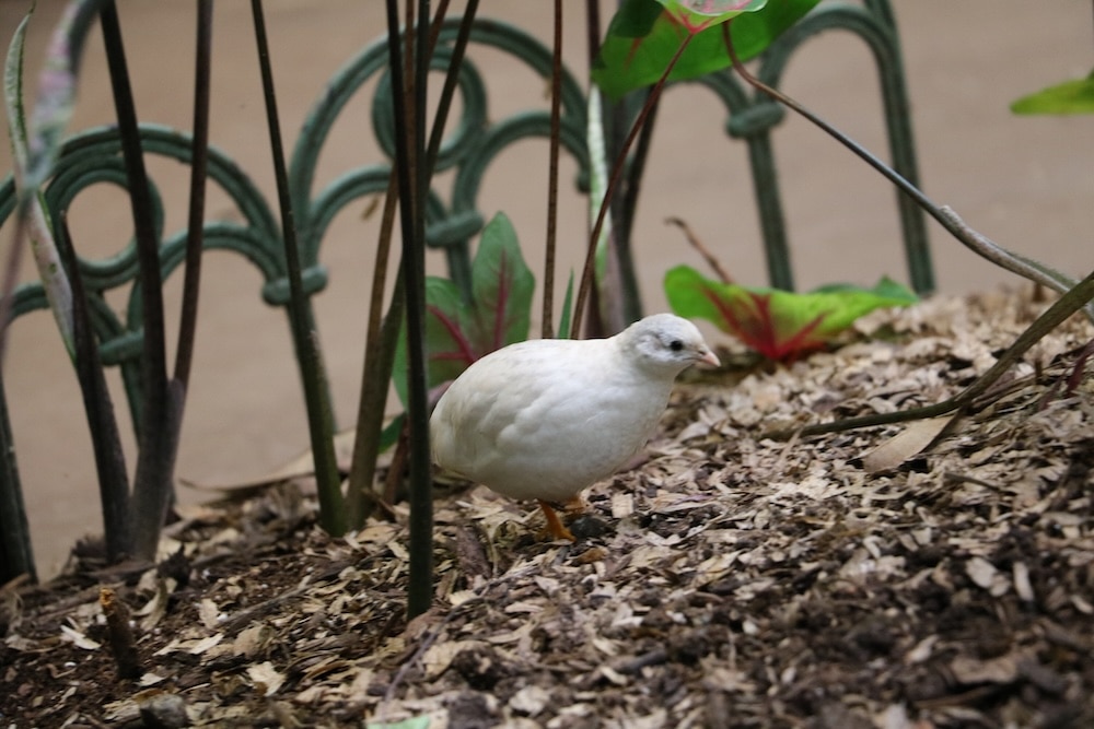 button quail exploring a garden