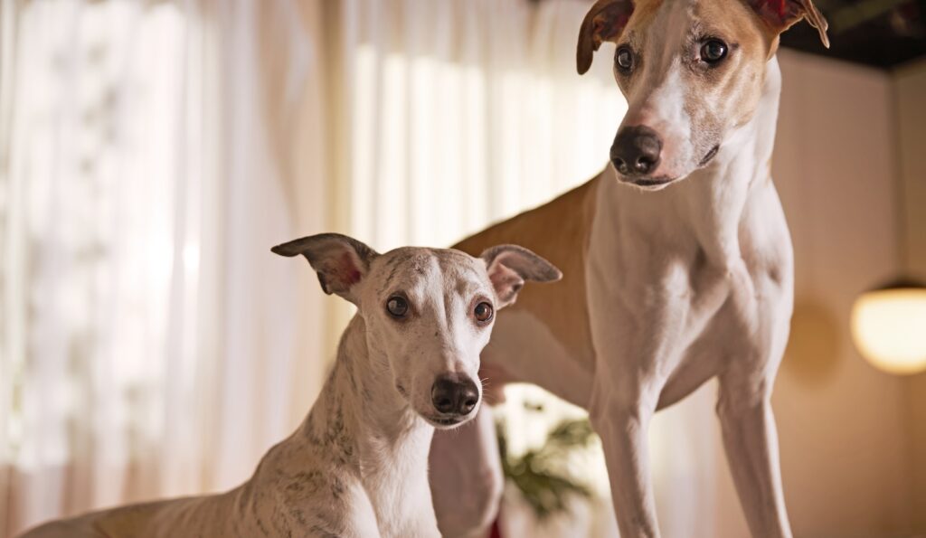 Two Greyhounds, one lying down and one standing, looking into the camera. Greyhounds are one of the most anxious dog breeds.