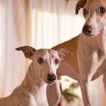 10 Dog Breeds Prone to Anxiety