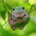 Green Tree Frog Care Sheet