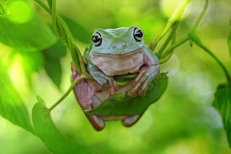 green tree frog lounging in a tree