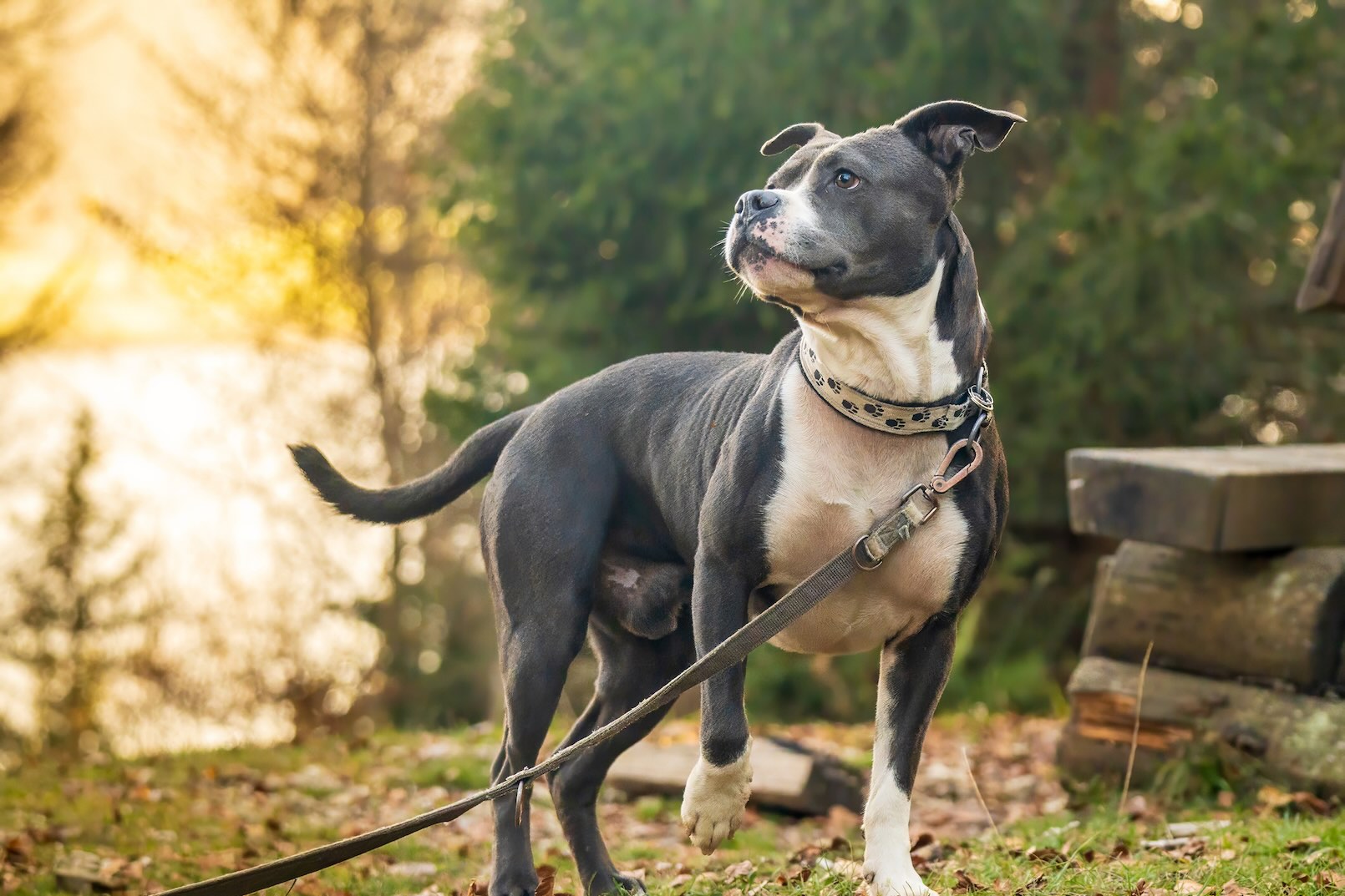 Black and white American Staffordshire Terrier, an anxious dog breed, standing outside on a leash