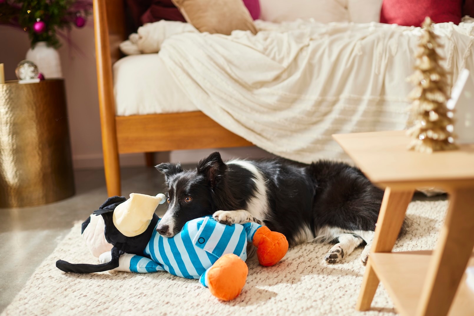 A Border Collie, an anxious dog breed, snuggling with a big stuffed animal