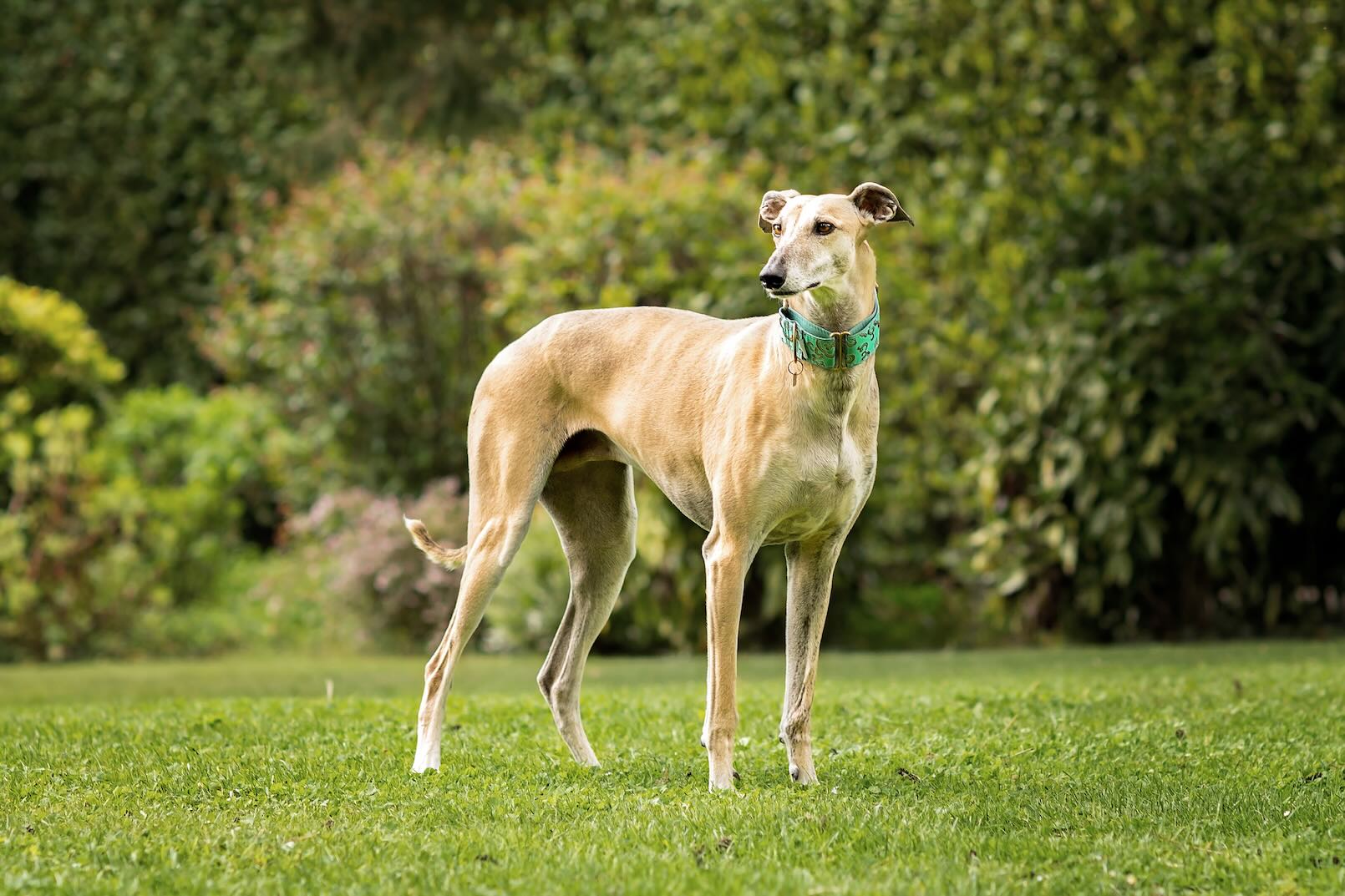 Beige Greyhound, an anxious dog breed, standing outside