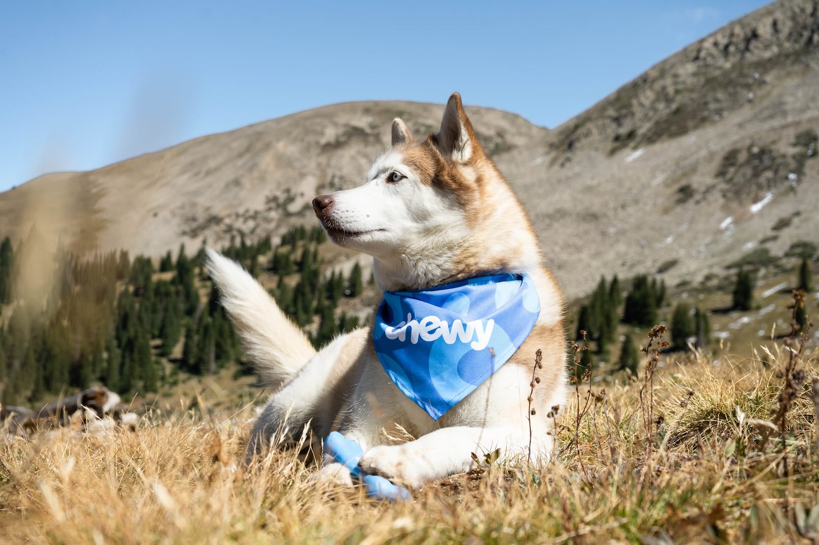 Brown and white Siberian Husky, an anxious dog, wearing a Chewy bandana and lying in front of mountains