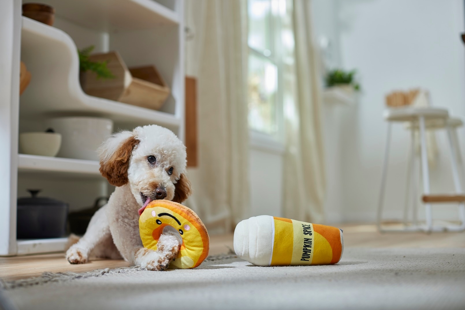 A Toy Poodle, an anxious dog, licking a stuffed dog toy