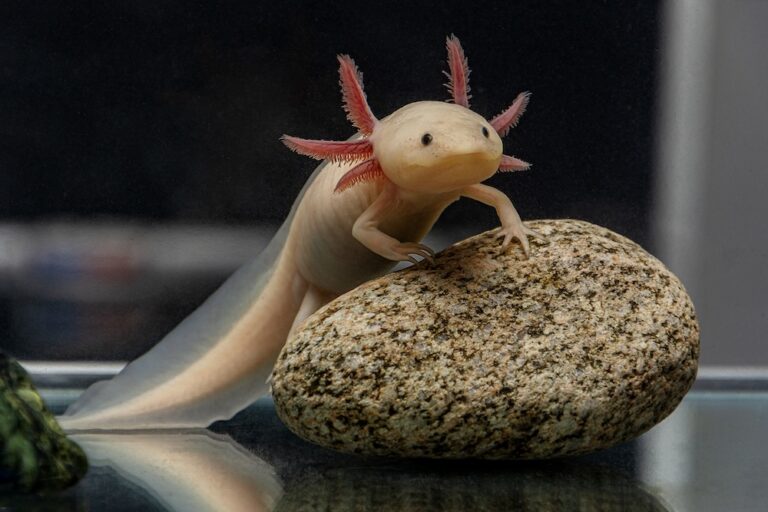 pet axolotl sitting on a rock