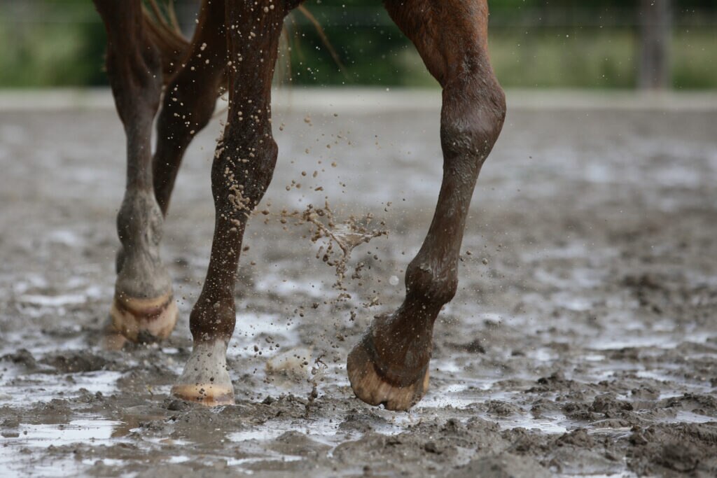 Horse legs splashing through mud