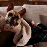 How Long Are Dogs Pregnant? Dog Pregnancy Guide