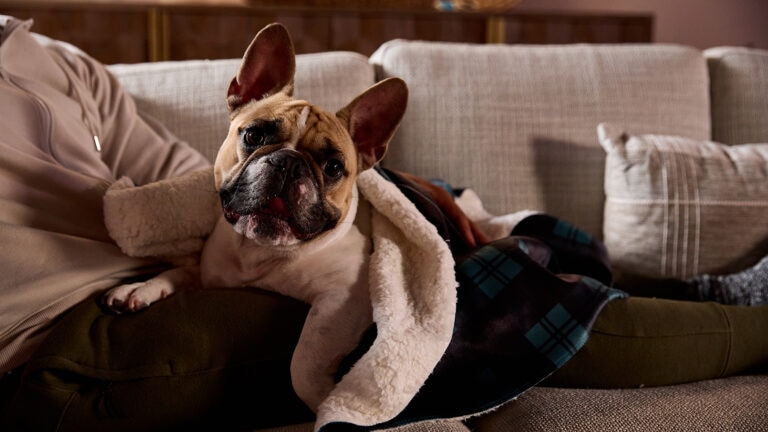 how long are dogs pregnant for: pregnant dog on bed